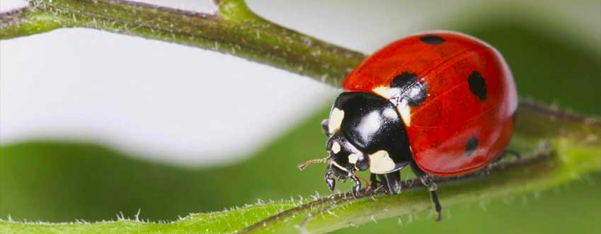 Ladybugs control